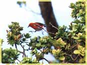 A`papane at Kalalau Lookout, Na Pali Coast