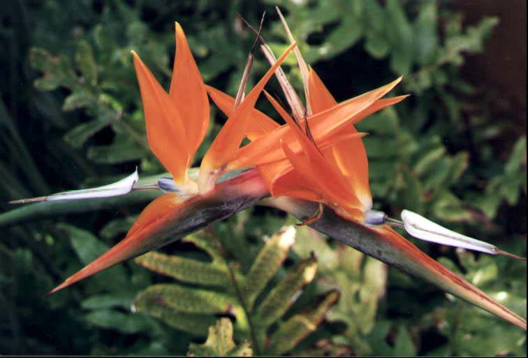 Bird of Paradise