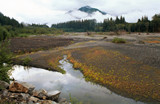Hoh River, ONP, Copyright 2000 Karen and James Byerly