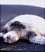 Honu, Hawksbill Turtle