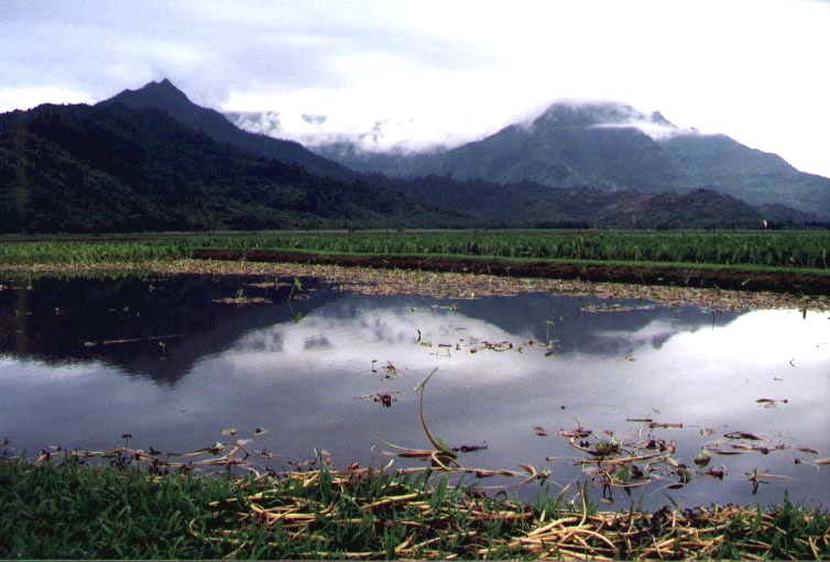 Hanalei Valley, Kauai