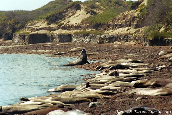 Elephant seals, Pt. Anno Nuevo State Reserve
