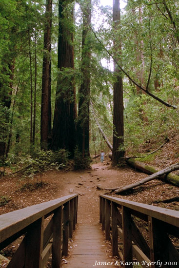 Redwoods, Pfeiffer State Park