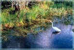 Great White Egret