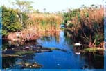 Everglades aligators