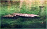 Manatee