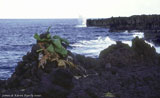 Fishing Shrine Near Hana