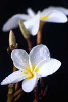 Plumeria flower