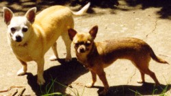 This is an old picture of Tippy and Tillie, my Chihuahuas.  Sadly, Tippy, the dog on the left, passed away back in 2001, and Tillie is getting old and grumpy.
