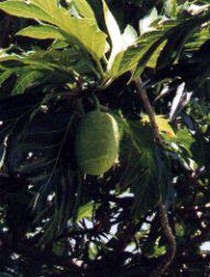 Breadfruit tree Fiji