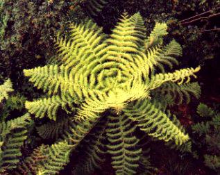 Top view of Fern Tree