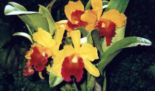 Yellow and red Orchid