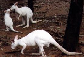 Albino Kangaroos
