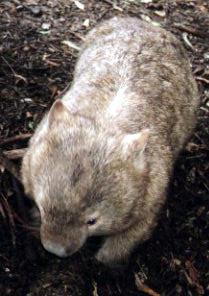 Wombat, Wild Animal Park