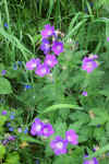 Wild flowers  (58321 bytes)